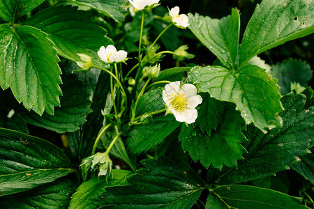 场地黄色的夏日花园白草莓朵植物群图片
