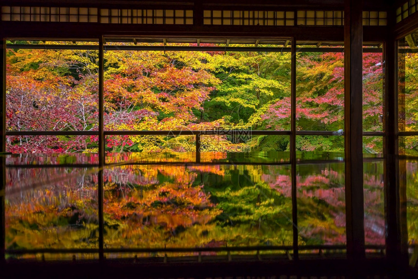 秋天古建筑里黄色的枫叶图片