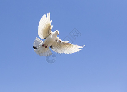 白羽鸽在清蓝的天空上飞翔色的自由派空气图片