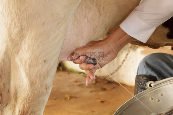 哺乳动物经过工人用手奶牛的女士图片