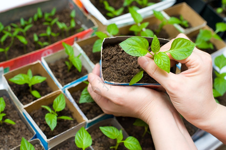 抓住女用手握着幼的苗在盒子上与其他小芽一起种植图片