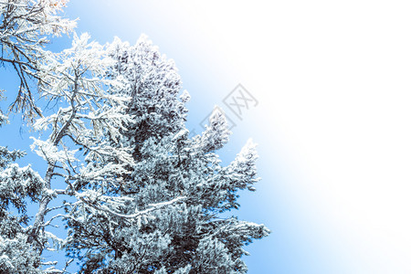 地平线冬季森林的阳光清晨松树枝上的雪复制文本空间覆盖美丽的图片