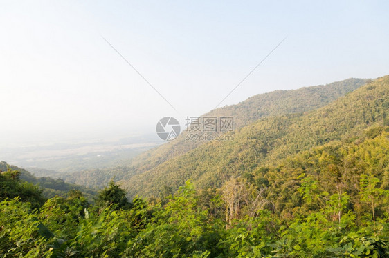 场景早晨树上有青雾山四周森林环境自然图片