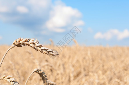 场地蓝色天空下黄小麦田采摘耳朵金的晴天图片