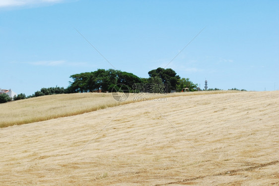 收割后一片美丽的小麦田照片树季节生产图片