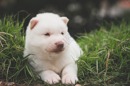 毛皮外部白西比亚哈斯基小狗在草地上美丽的图片