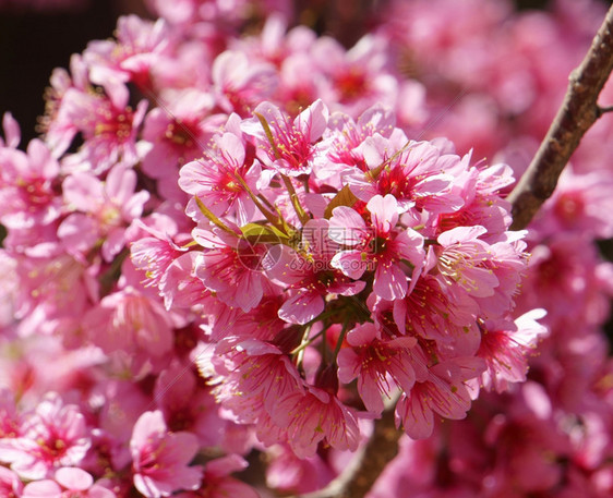 春花美丽的天与樱花盛开在充满活力的粉红中樱花是特别的越南达拉春天开花神奇的老树漂亮景色直到天空创造抽象的背景观大叻越南语图片