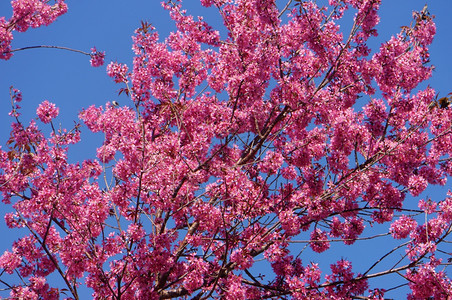 春花美丽的天与樱花盛开在充满活力的粉红中樱花是特别的越南达拉春天开花神奇的老树漂亮景色直到天空创造抽象的背景植物群亚洲越南的图片