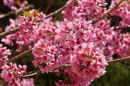 花朵麦春美丽的天与樱花盛开在充满活力的粉红中樱花是特别的越南达拉春天开花神奇的老树漂亮景色直到天空创造抽象的背景制作图片