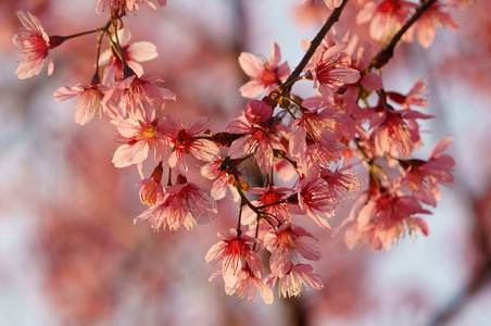 分支麦景观春花美丽的天与樱花盛开在充满活力的粉红中樱花是特别的越南达拉春天开花神奇的老树漂亮景色直到天空创造抽象的背景图片