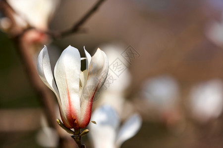 明春初大白木兰花芽在软棕色背景上近身空间闪亮木兰花之春初一朵花在模糊背景上美丽公园乌克兰图片