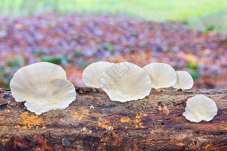 在森林树干上种植的白色平面蘑菇花序长椅孢子图片