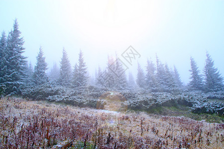 在一年中的第场雪之后在森林中清理冷杉树在一年中的第场雪之后在森林中清理云杉和干燥的灌木在云杉林中清理山草地算图片