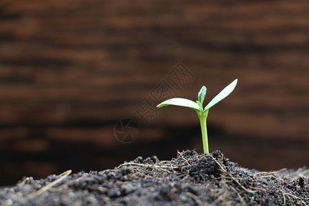 农业步在土壤中的年轻植物和新鲜树苗清晨光照亮青草的绿色新植物和幼苗金融商业概念花园图片