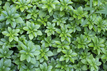 最佳复制新绿色装饰的厚绿叶整齐的夏季园林植被新鲜绿色装饰的厚树花园图片