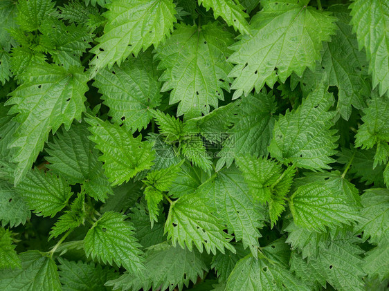 草本植物维他命一种春天生长的刺植物作为纹理从上到下看一眼图片