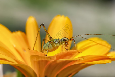 黄花上一只小绿的惊人宏近距离接丰富多彩的春天野生动物图片