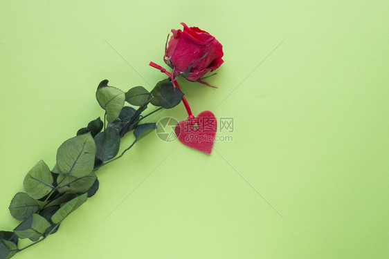 罗莎单身的周年纪念日一朵红玫瑰以绿色的地表华伦人概念为心图片