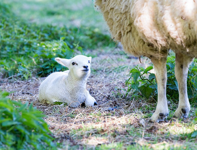 动物后代休息绵羊与母的双腿躺在春草地上图片