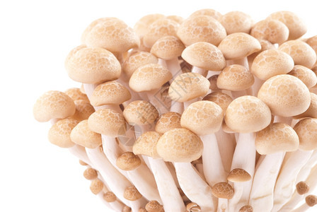 健康白色背景的孤立新鲜蘑菇组季节食用图片
