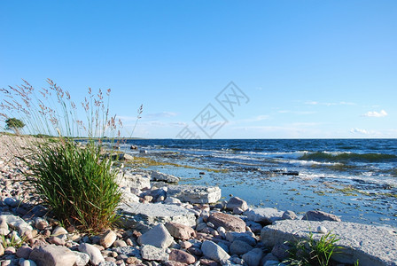 由瑞典群岛奥兰的石质海岸草原上线一种植物图片