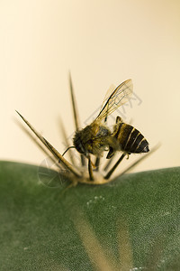 一种植物长钉蜜蜂用尖的子死去图片