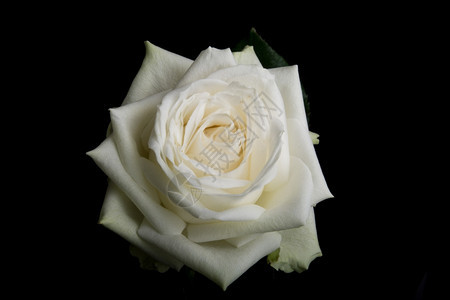 浪漫的黑色背景白玫瑰花女图片