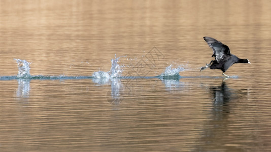FulicaAtra一只横穿水面的欧亚白鼬跑沉默的常见图片