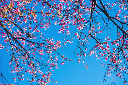 春美日粉红花中的樱桃朵PinkFlowers禅粉色的植物群图片