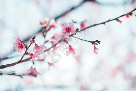 开花日本盛春美粉红花中的樱桃朵PinkFlowers图片