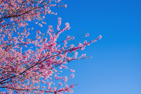 果园美丽的艺春日粉红花中的樱桃朵PinkFlowers图片