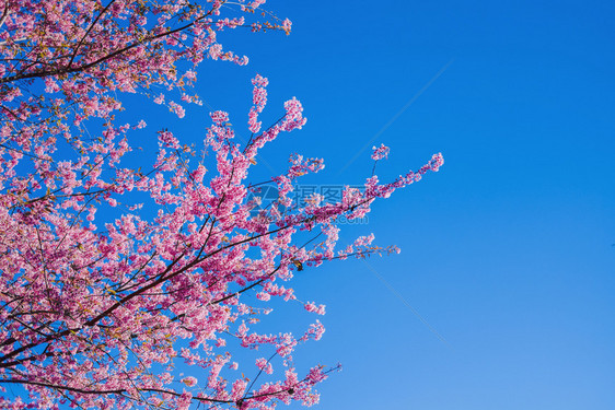 果园美丽的艺春日粉红花中的樱桃朵PinkFlowers图片