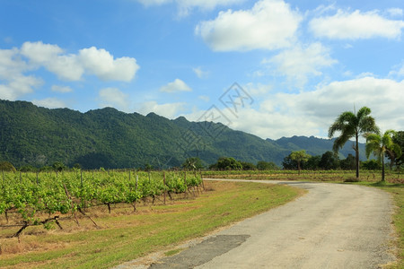 葡萄酒青蓝天空的葡萄园乡村农图片