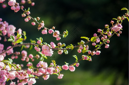 美丽的樱花图片