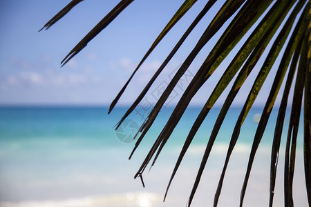 怀旧之情看棕榈树叶的详情在美丽绿海面前爪哇图片