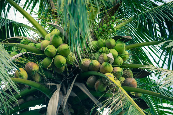 树上的椰子绿色干棕榈图片