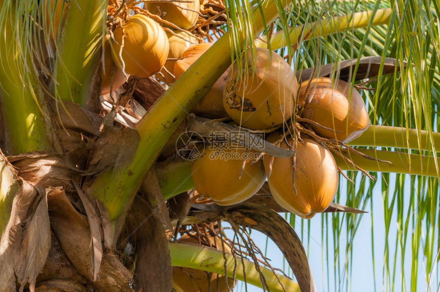 椰子树成熟的椰子图片