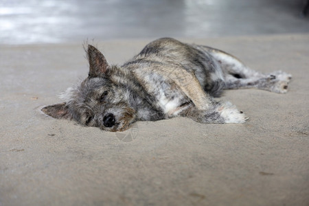小灰狗在泰国的水泥地板上休息和睡觉正面坐可爱的图片