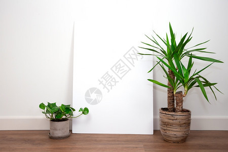 自然白色的屋现代内装白色墙在PVC地板上加绿色植物的白壁与色墙对面用空白的海报或文字回放空间框架来为文本更新内装白色墙用光电站地图片