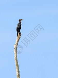 蓝色的粗毛野生动物黑鸟是一种水禽类在树桩上游荡蓝天空如背景的小鸟或微carboNiger鸟也与世隔绝图片