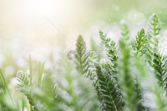 早晨降低春天或夏户外晨光中草地上的绿特写春天或夏户外晨光中草地上的绿特写植物图片