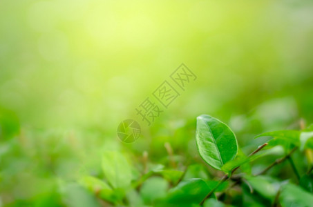 美丽颜色天然绿植物景观作为背或壁纸自然绿色植物景观用作背或壁纸叶子图片