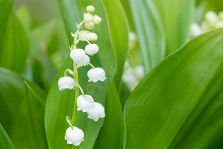 白色的山谷莉斯春天开花草本百合图片