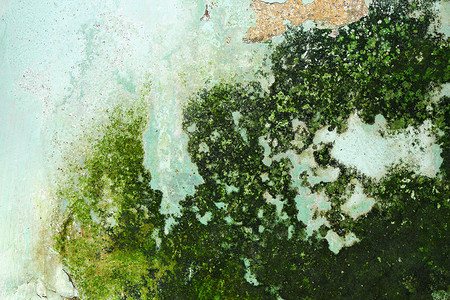 环境裂缝潮湿墙上生长的苔稼湿度上升对损害的影响颜色图片