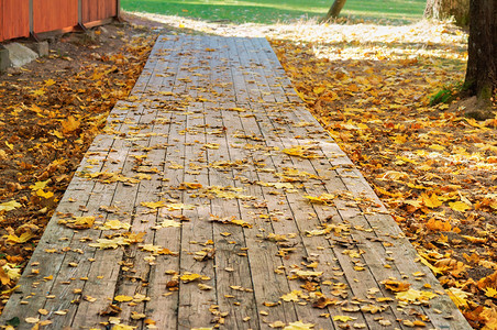 公园枫路上布满叶子铺设板和树叶道路上布满子快乐的图片