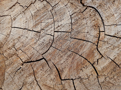 木制的树桩纹理历史抽象背景图片