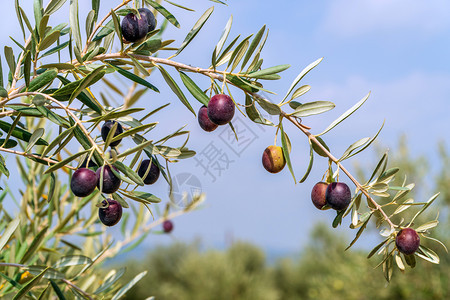 吃黑色橄榄树和准备收获农业重点图片
