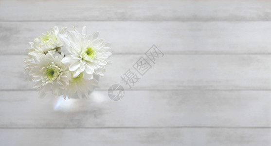 木头柔软的新鲜带复制空间白木背景上黛西花朵图片