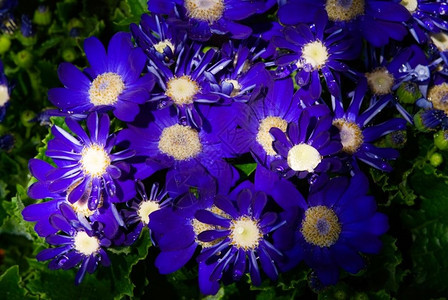 紫蓝菊花在毕业的阳光下盛开森纳西奥卡伦图斯层次户外叶子图片