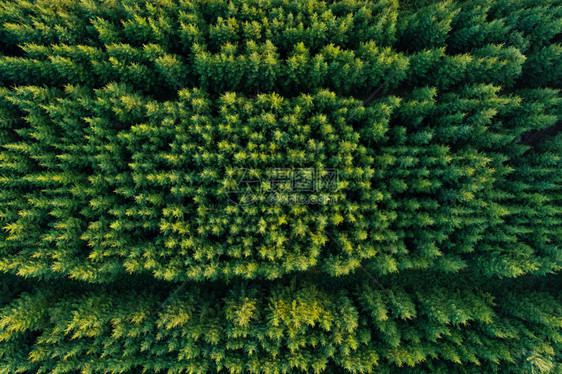 环境风景秋天绿色青毛松树丛生的花岗林种植园环景图片